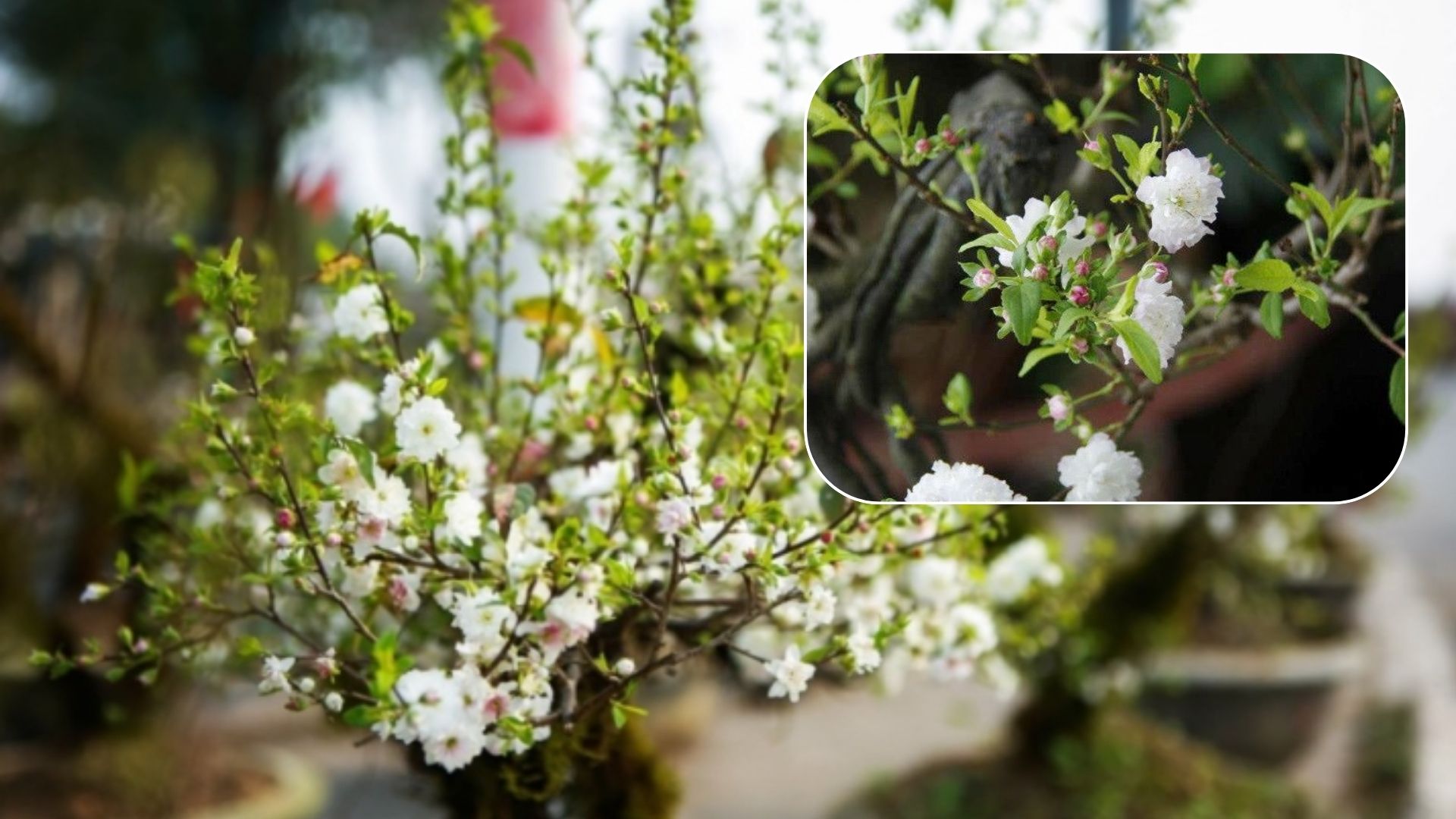 Đặc Điểm Của Cây Hoa Nhất Chi Mai